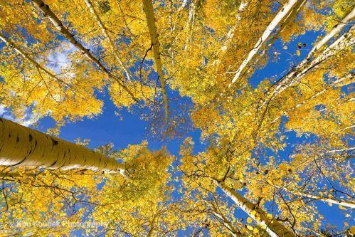 aspens flagstaff kim koubek.jpg